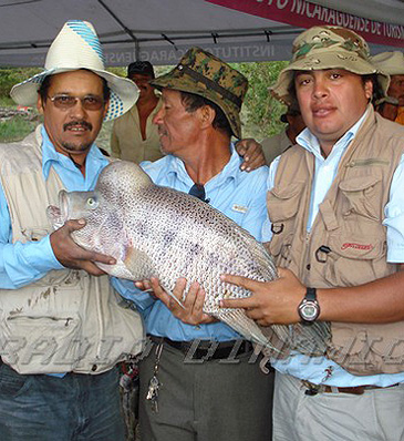Record photograph for Parachromis dovii